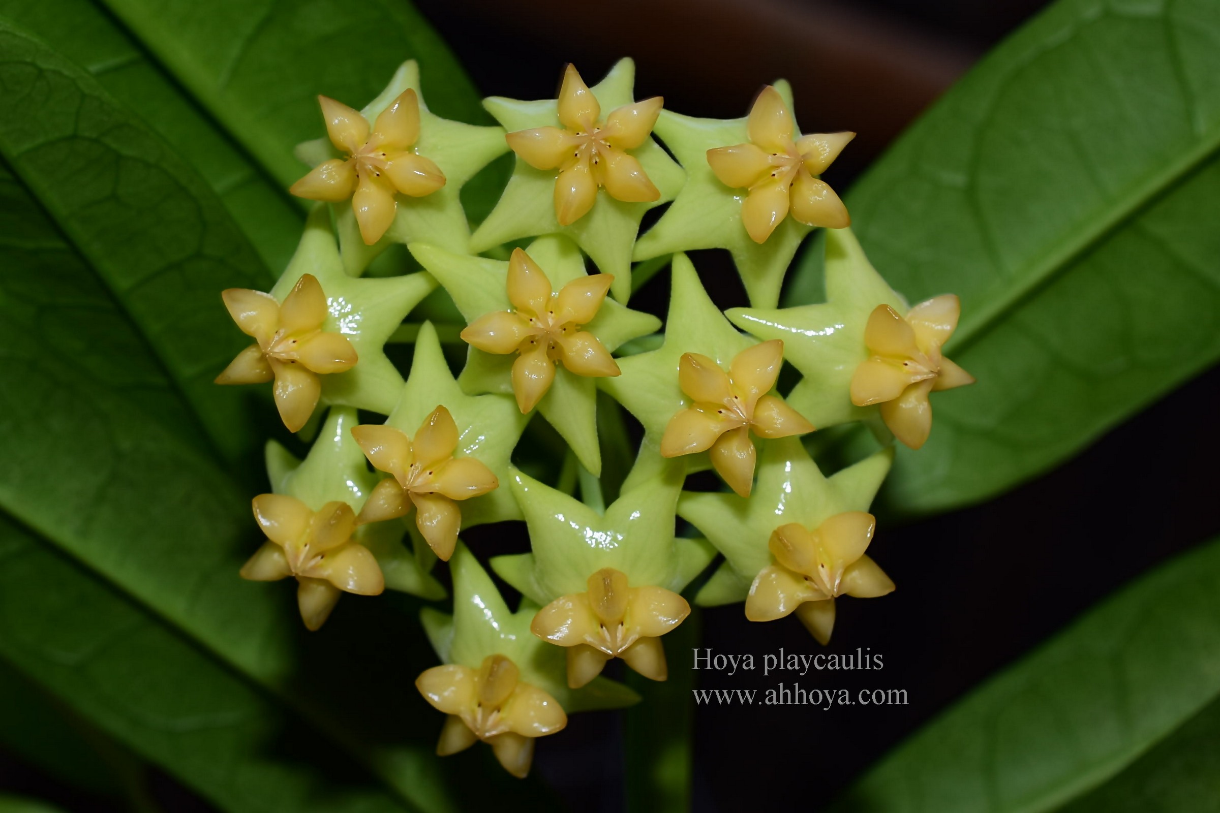 Hoya Plants Nursery Thailand Ah Hoya Plants Nursery Thailand Ah Suanlangbang Cutting สวนหล งบ าน ขายโฮย า ไม น ว