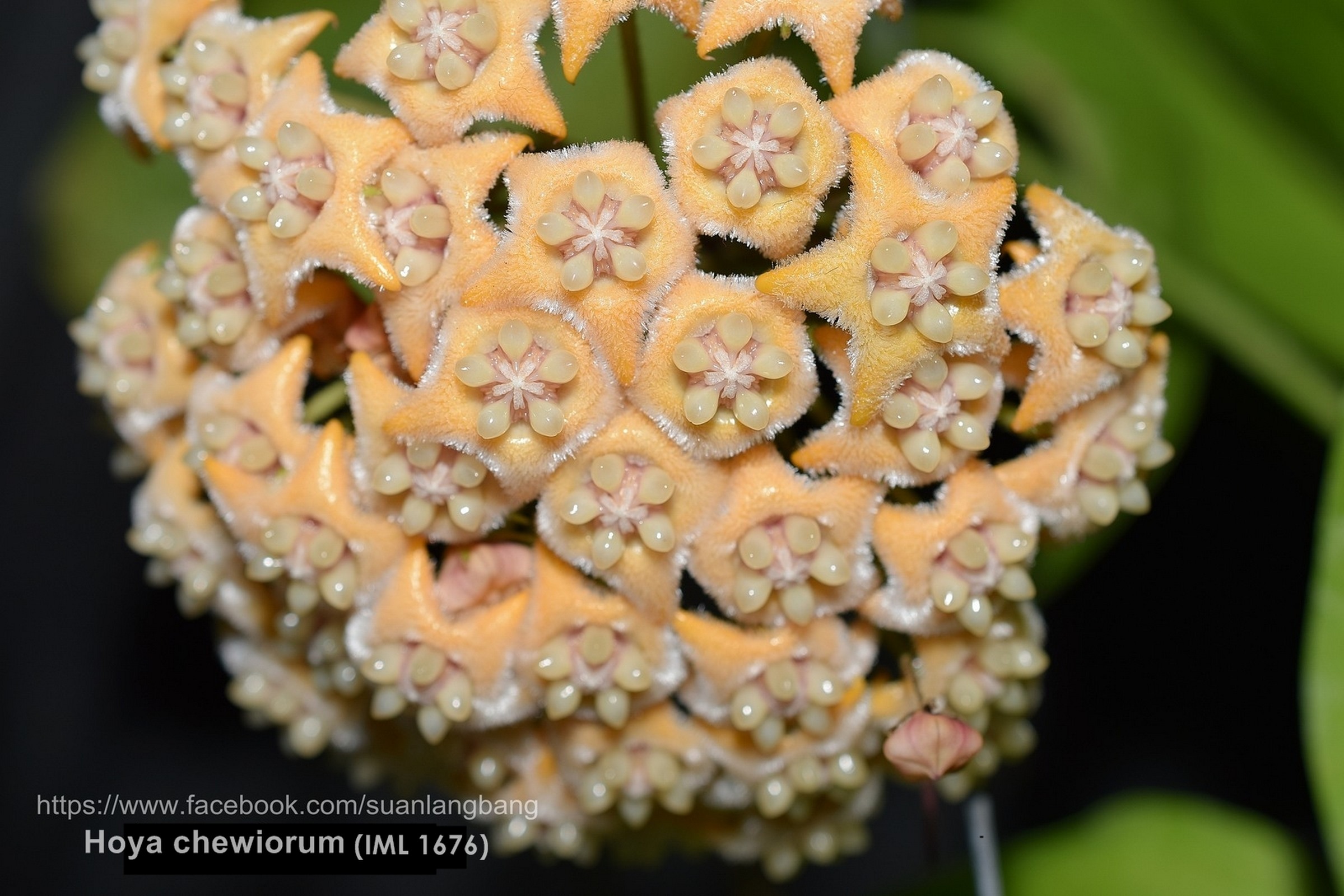 Хойя. Хойя Фратерна. Хойя chewiorum. Хойя Чевиорум (Hoya chewiorum). Hoya EPC-903 CR-12 Hoya chewiorum.