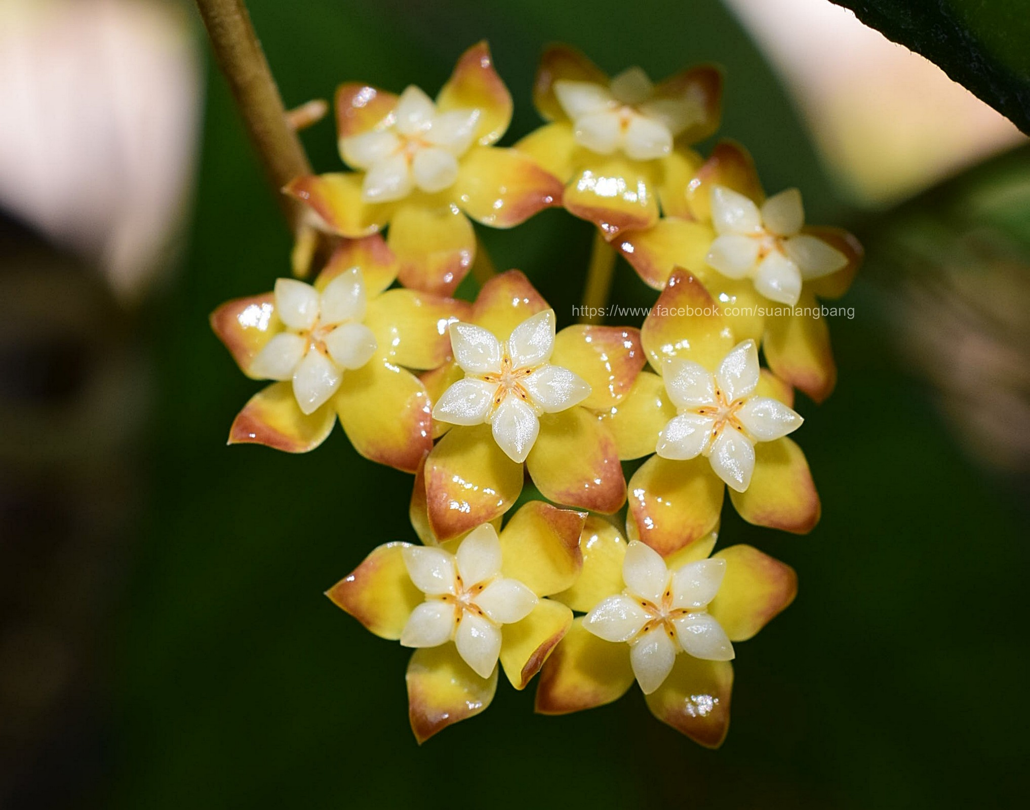 Хойя, Хойя (Hoya),