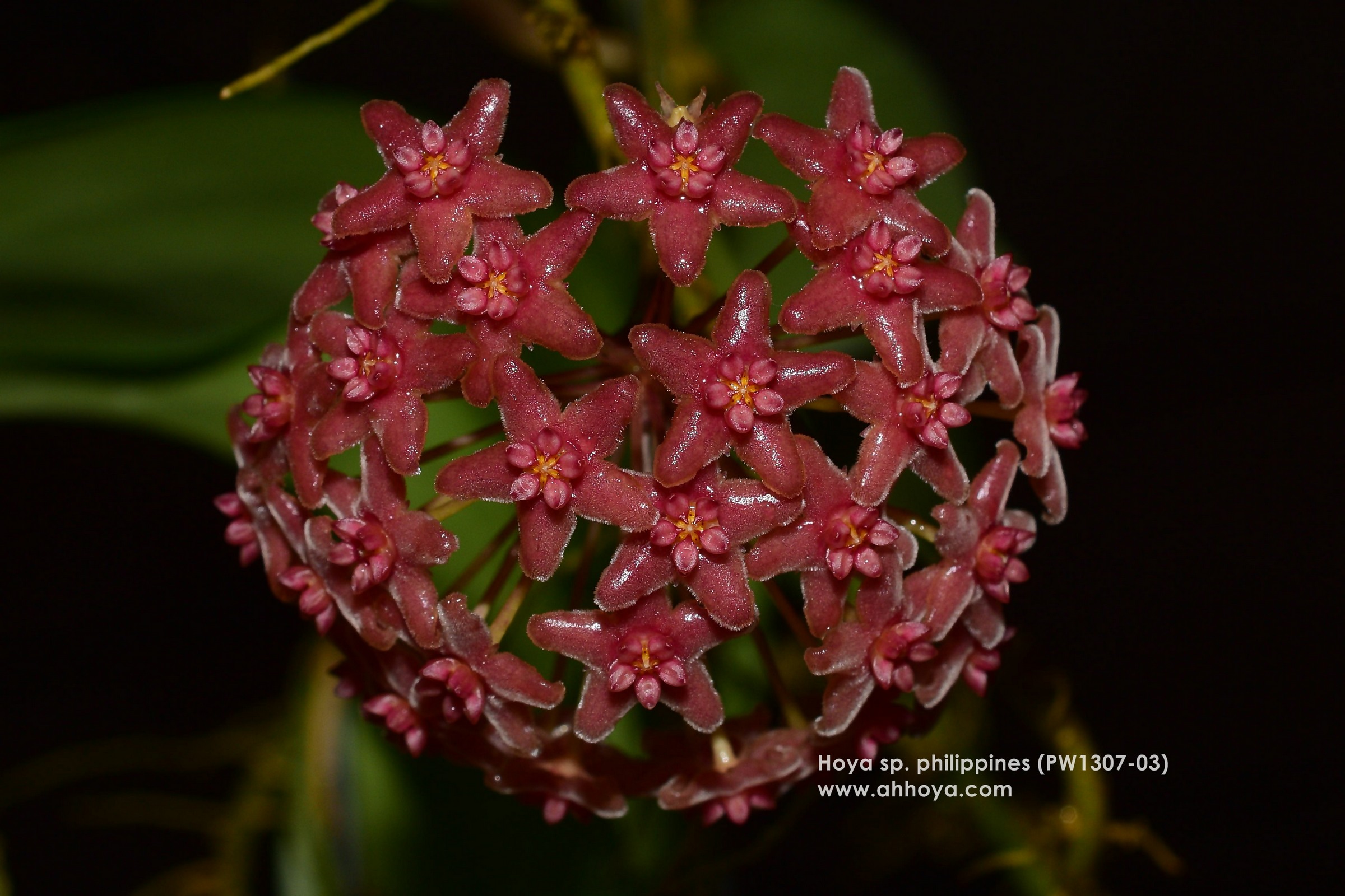 Hoya Amrita Pink